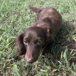 Gabby - Dachshund