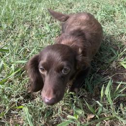 Gabby - Dachshund