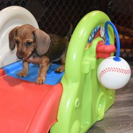 Pop - Red female Dachshund puppy in Shippensburg, Pennsylvania from Koser’s Miniature Dachshunds