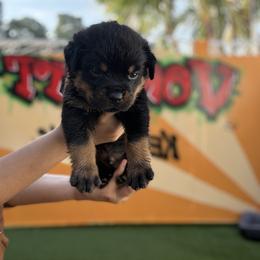 Rottweiler Puppies from Vonbart Rottweilers