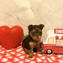 Simon (green collar) - Chocolate and tan male Yorkshire Terrier puppy in Jacksonville, Florida from TLJ Choco Yorkie Love