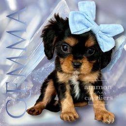Gemma - Black and tan female Cavalier King Charles Spaniel puppy in Ammon, Idaho from Ammon Acres Cavaliers
