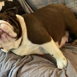 Tootsie - Liver female French Bulldog puppy in Cullman, Alabama from Divine Hill Farm