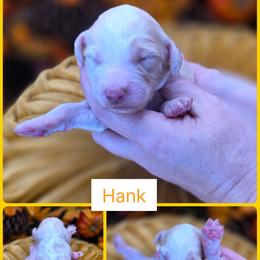Hank - Cream male Goldendoodle puppy in Decatur, Tennessee from Diamond's Doodles