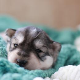 Siberian Husky Puppies from Hill Top Huskies