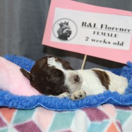 Lagotto Romagnolo Puppies from Royal and Loyal Lagotto Romagnolo