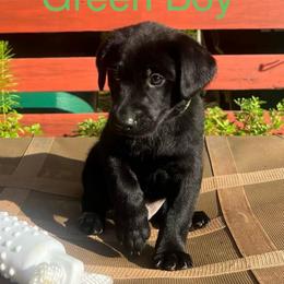 Green - Black male Labrador Retriever puppy in Monticello, Georgia from Hollow Meadows Retrievers
