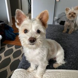 Yorkshire Terriers from Sweet Mercy Paws