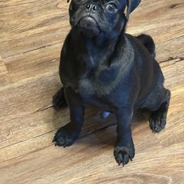 Pug All Grown Up from Loda's Pugs
