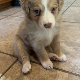 Australian Shepherd Puppies from Friendly Hills Aussies