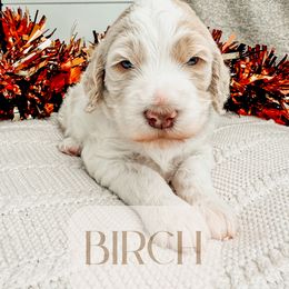 Birch - Parti Goldendoodle puppy in Madison Heights, Virginia from Nottaway Doodles