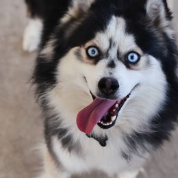 Noctis  - Pomsky