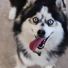 Noctis  - Pomsky