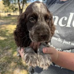Todd - Liver white and roan male English Springer Spaniel puppy in Williston, Florida from Bizzy Farms English Springer Spaniels