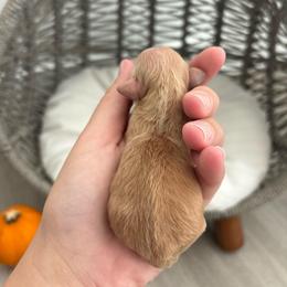 Chai - Apricot female Maltipoo puppy in Roseville, California from Sunshine’s Maltipoo’s
