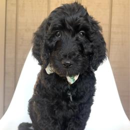 Gnome - Black male Goldendoodle puppy in Mount Pleasant, Tennessee from Doodle My Heart