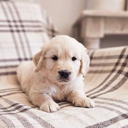 Orange Collar - Light golden male Golden Retriever puppy in Coarsegold, California from Sierra Hills Retrievers