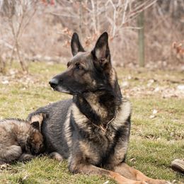 German Shepherd Puppies from Von Lindesfarne