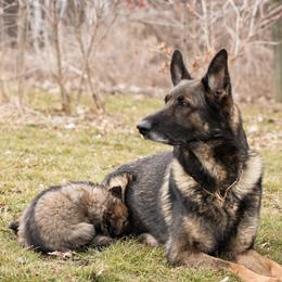 German Shepherd Puppies from Von Lindesfarne