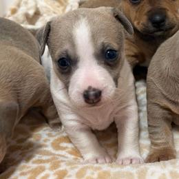 Blue fawn Piebald - White and blue fawn female Teddy Roosevelt Terrier puppy in Little Elm, Texas from Stone's Teddy Roosevelt Terrier's