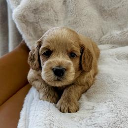 Jax - Red male Cockapoo puppy in Lucas, Ohio from Willow Lane Puppy