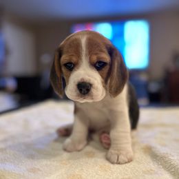 Girl 2 - Black tan and white Beagle puppy in Las Vegas, Nevada from Vegas Valle Beagles