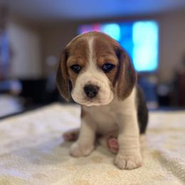Girl 2 - Black tan and white Beagle puppy in Las Vegas, Nevada from Vegas Valle Beagles