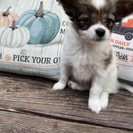 Girl 1 - Sable female Papillon puppy in Benton, Arkansas from Mama's Pride Poms and Paps