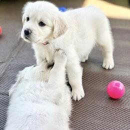 Golden Retriever Puppies from Pushin’ Sand Goldens