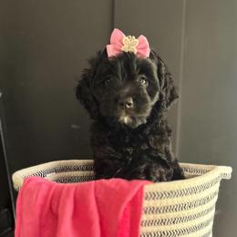 Bella - Black female Cockapoo puppy in Goshen, Ohio from SMC Mastiffs / Muddy Boots Cocker Spaniels and Cockapoos