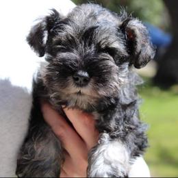 Jade - Salt and pepper female Miniature Schnauzer puppy in Colorado Springs, Colorado from RM Aussies and Miniature schnauzers