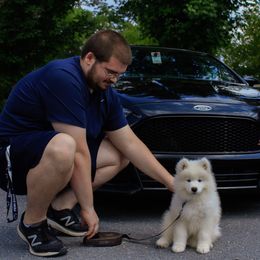 Samoyed Puppies from Kenjo Samoyeds