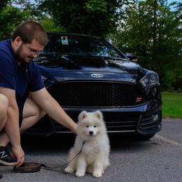Samoyed Puppies from Kenjo Samoyeds