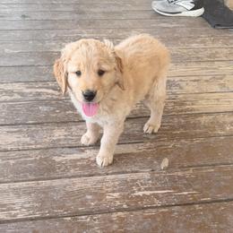 Copper - Golden male Golden Retriever puppy in Joshua, Texas from 3 Gun Retrievers