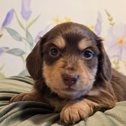 Girl 4 - Chocolate and cream female Dachshund puppy in Romney, Indiana from Brown's Valley Dachshunds