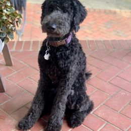 Goldendoodle All Grown Up from Creekside Doodles