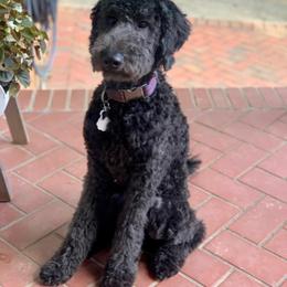 Goldendoodle All Grown Up from Creekside Doodles