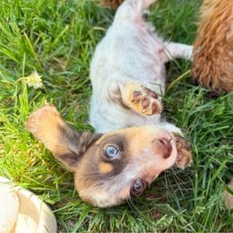 Brownie - Piebald male Dachshund puppy in Wamego, Kansas from Doodles of Oz