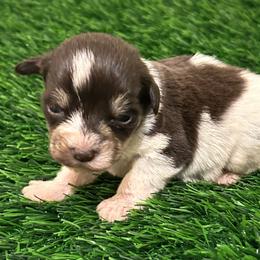 Liver-Tan Parti - Liver male Miniature Schnauzer puppy in Clover, South Carolina from Bobo’s Babies Kennels