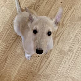 Silken Windhound Puppies from Regalant Silken Windhounds