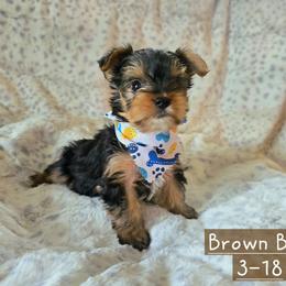 Caiden - Black and gold male Yorkshire Terrier puppy in Nitro, West Virginia from Kathryn's Yorkies