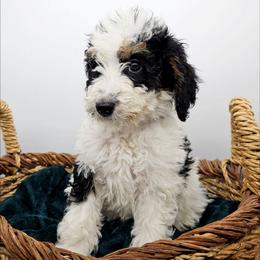 Galadriel - Black and white female Bernedoodle puppy in Granton, Wisconsin from Rose River Farms