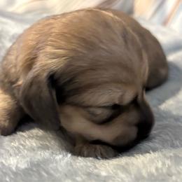 Gidget - Cream female Dachshund puppy in New Smyrna Beach, Florida from J & L Mini D’s