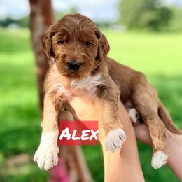 Alex - Red  male Goldendoodle puppy in Rose Hill, North Carolina from Red Door Canines