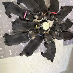Standard Schnauzer Puppies from Dragos Kennel