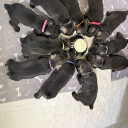 Standard Schnauzer Puppies from Dragos Kennel