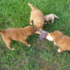 Nova Scotia Duck Tolling Retriever Puppies from Healing Towards Heeling