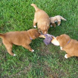 Nova Scotia Duck Tolling Retriever Puppies from Healing Towards Heeling