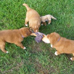 Nova Scotia Duck Tolling Retriever Puppies from Healing Towards Heeling