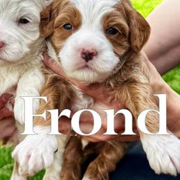 Frond - Red  male Goldendoodle puppy in Bountiful, Utah from Red Brick Doodles